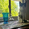 cat, vase, glass_decanter, window, tablecloth, indoor, sunlight, greenery, plant, furniture, animal, pet, curious, silhouette, decor, glass, blue, white, brown, cozy