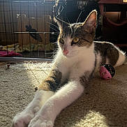 Opal is registered to the contest to win money with this photo: cat, tabby_cat, white_cat, stretching, carpet, sunlight, window, cage, toy, indoor, pet, feline, relaxed, animal, closeup, paw, fur, yellow_eyes, shadow, home