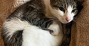 Opal joined the competition — help win amazing prizes! animal, blanket, cat, closeup, cozy, curled_up, cute, domestic_animal, feline, fur, indoor, pattern, pet, pink_nose, relaxed, resting, sleeping, tabby, whiskers, white_fur