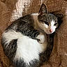 animal, blanket, cat, closeup, cozy, curled_up, cute, domestic_animal, feline, fur, indoor, pattern, pet, pink_nose, relaxed, resting, sleeping, tabby, whiskers, white_fur