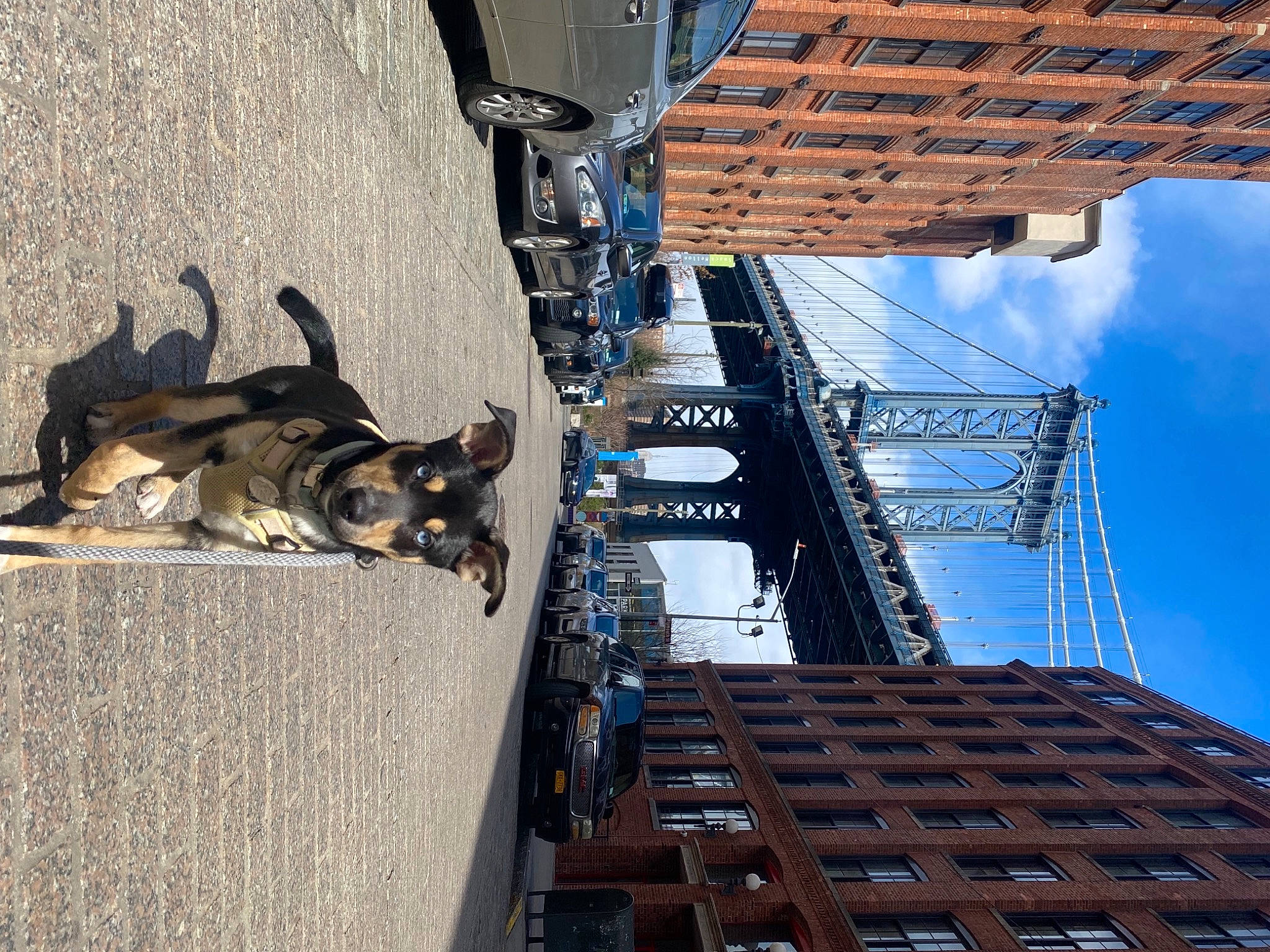 Manhattan is registered to the contest to win money with this photo: automotive_tire, blue, building, carnivore, city, cloud, dog, dog_breed, engineering, facade, line, sky, stairs, tire, travel, urban_design, vehicle, wheel, window, wood