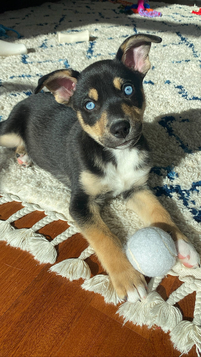 Manhattan is registered to the contest to win money with this photo: canidae, carnivore, companion_dog, dog, dog_breed, fawn, fur, non_sporting_group, paw, puppy, snout, sporting_group, terrestrial_animal, texas_heeler, toy_dog, whiskers, wood, working_animal, working_dog