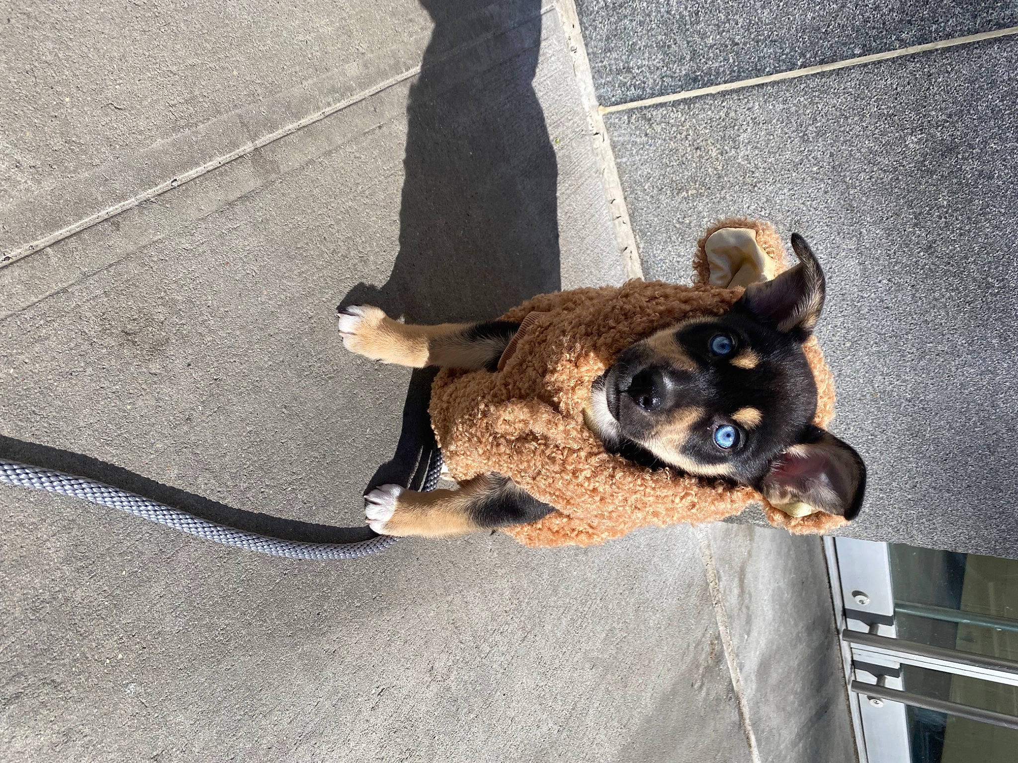 Manhattan is registered to the contest to win money with this photo: asphalt, canidae, carnivore, claw, collar, companion_dog, dog, dog_breed, dog_collar, fawn, fur, leash, paw, road_surface, snout, sporting_group, tail, terrestrial_animal, toy_dog, working_animal