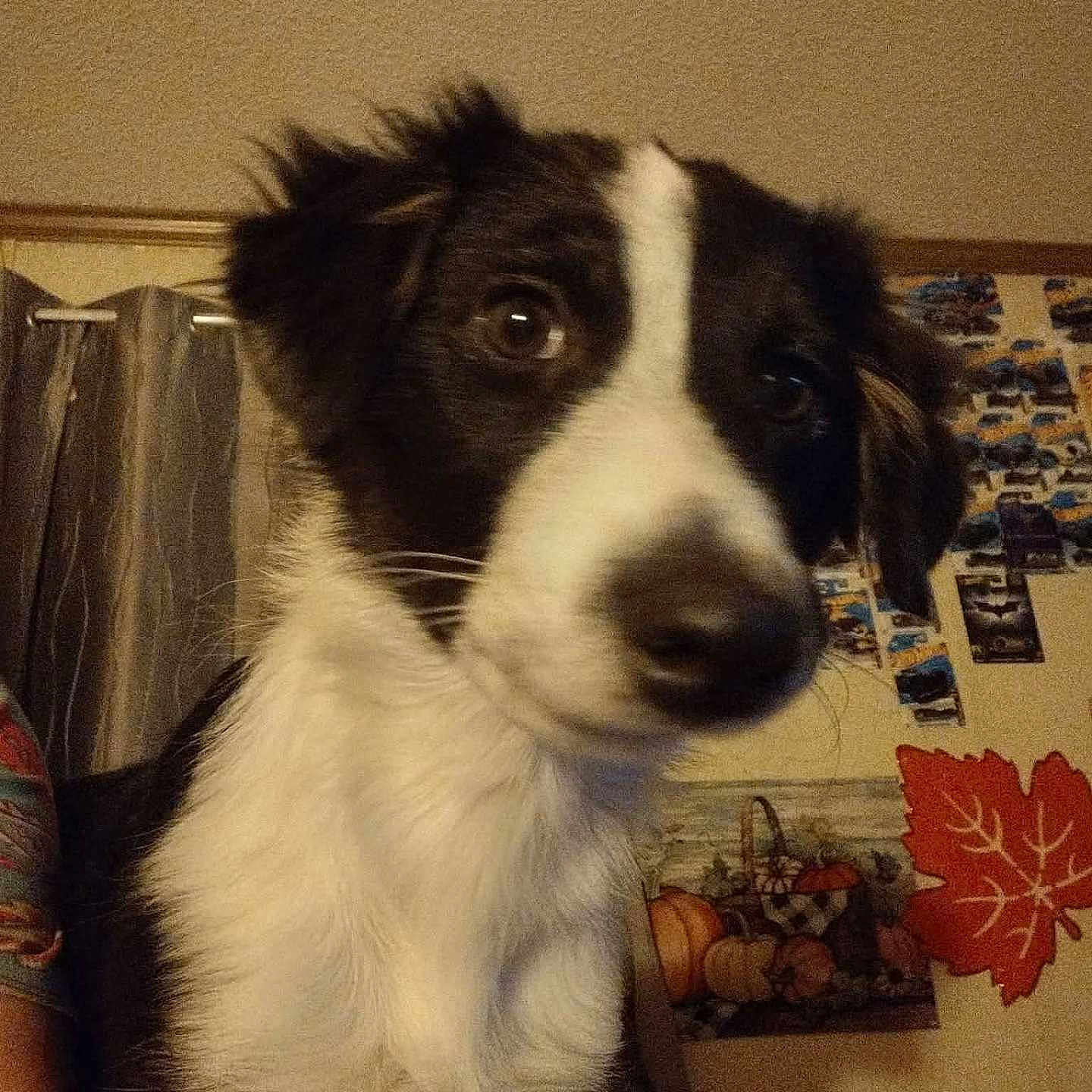 Gizmo is registered to the contest to win money with this photo: animal, black_and_white, brown_eyes, close_up, curious, curtains, dog, domestic_animal, fur, head, indoor, leaf, mammal, pet, photo, portrait, poster, snout, wall_decor, whiskers