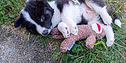 Gizmo joined the competition — help win amazing prizes! puppy, dog, grass, toy, plush, outdoor, sleepy, cute, black_and_white, pet, animal, nature, lying_down, young, playful, fur, cuddling, soft_toy, leaf, ground