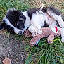 puppy, dog, grass, toy, plush, outdoor, sleepy, cute, black_and_white, pet, animal, nature, lying_down, young, playful, fur, cuddling, soft_toy, leaf, ground