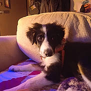 Gizmo is registered to the contest to win money with this photo: animal, black_and_white, blanket, collar, couch, cozy, cute, decorations, dog, fabric, fur, halloween, home, indoor, jackets, lying_down, nose, pet, puppy, warm_lighting