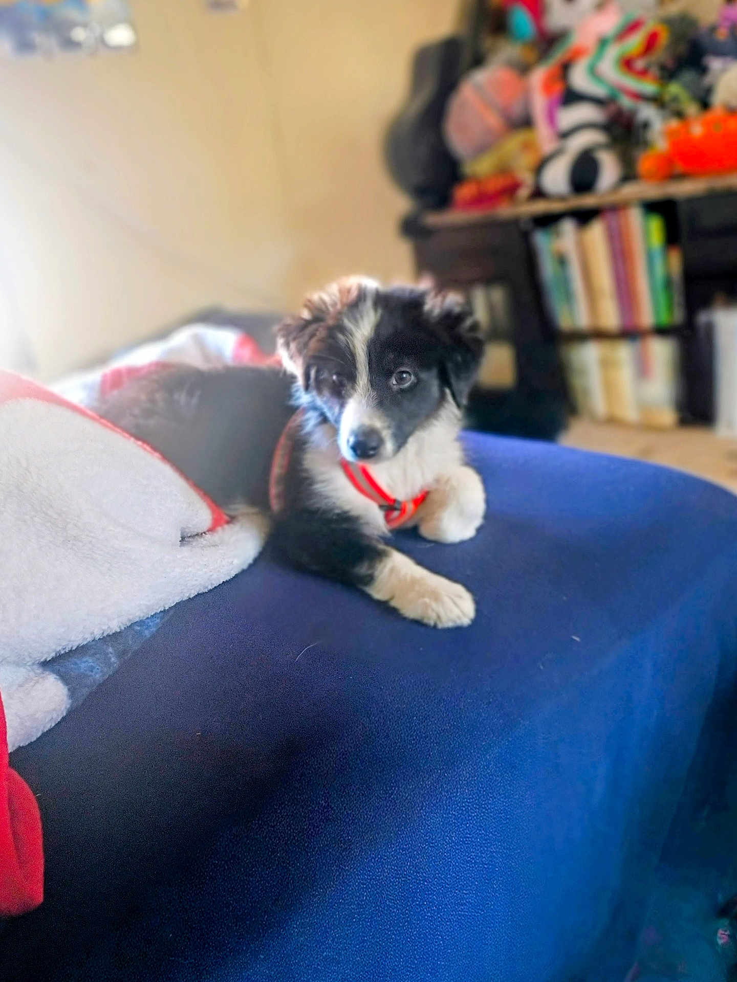 Gizmo