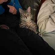 Casanova participe au concours pour gagner de l'argent avec cette photo : cat, tabby_cat, feline, pet, animal, sitting, couch, people, indoor, portrait, fur, striped_fur, ears, whiskers, green_eyes, relaxed, cuddling, clothing, black_couch, cozy