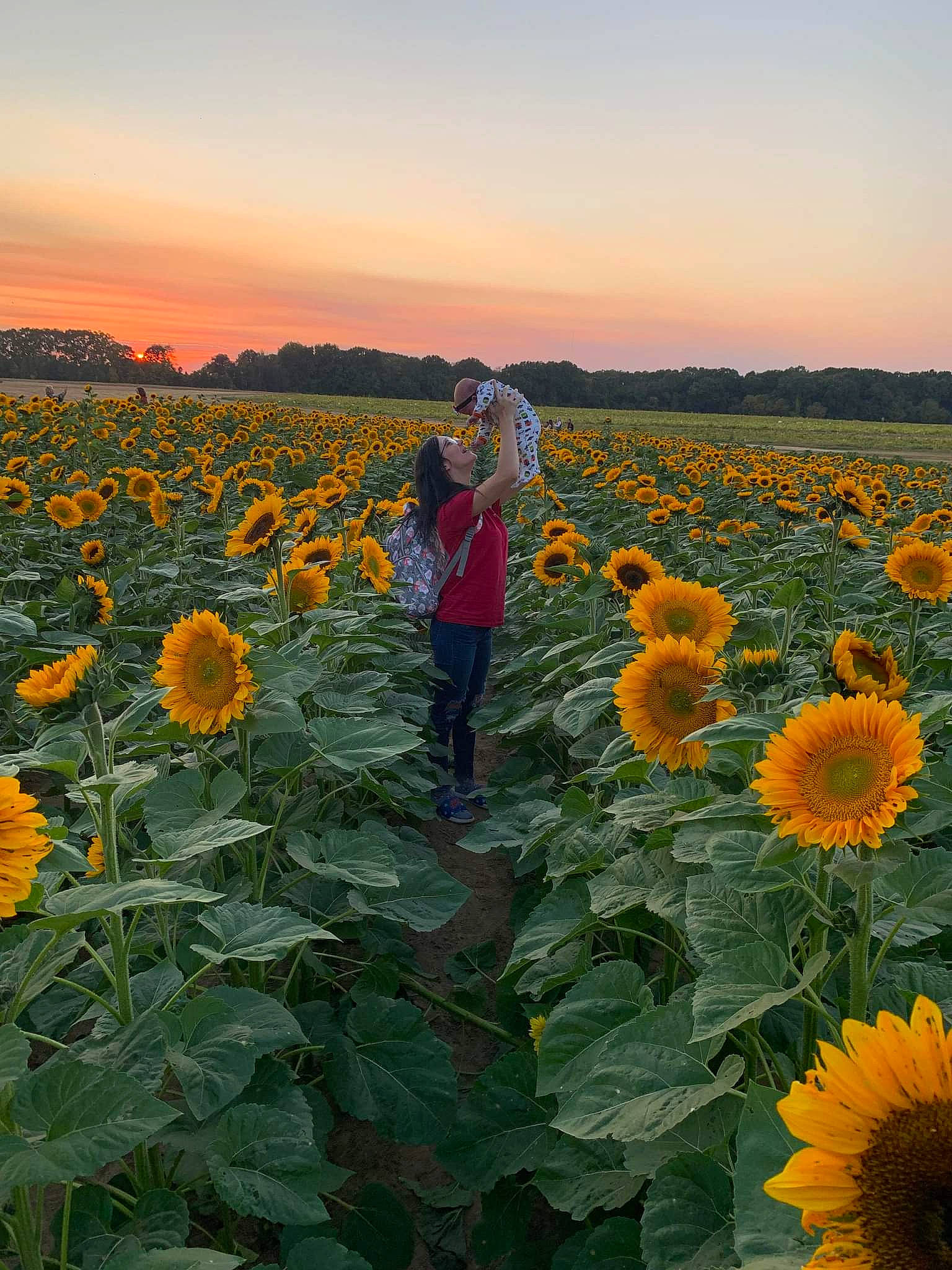 Alexis Gail is registered to the contest to win money with this photo: agriculture, annual_plant, cash_crop, crop, ecoregion, field, flower, flowering_plant, grassland, green, horizon, landscape, person, petal, plant, plantation, prairie, sky, sunflower, wildflower