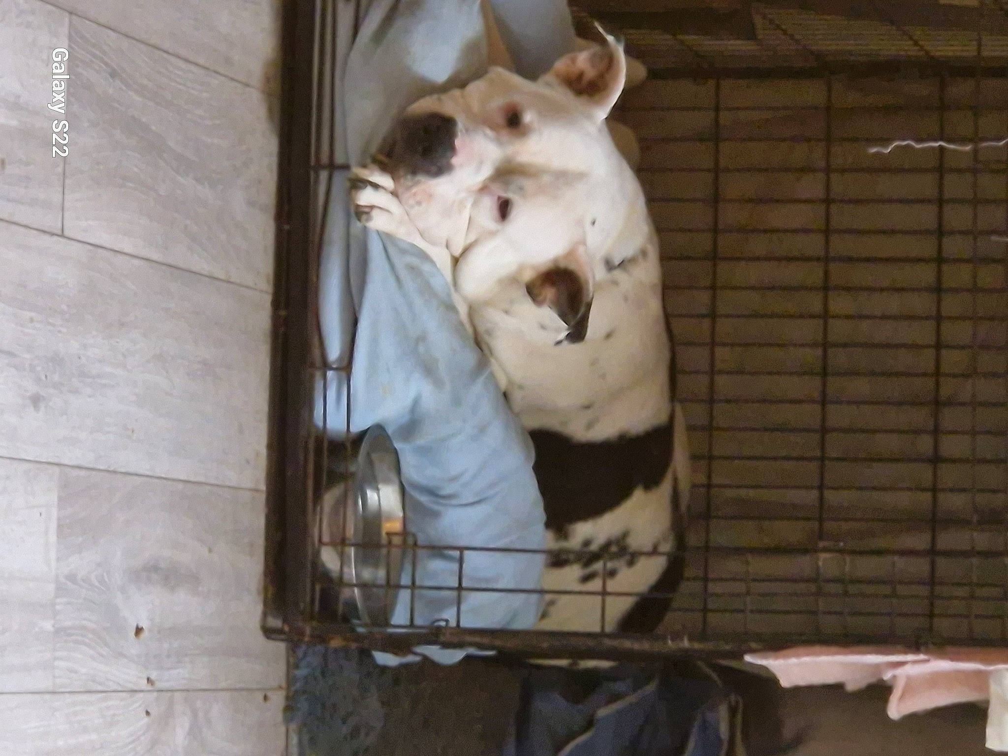 Dizzydin is registered to the contest to win money with this photo: animal_shelter, bengal_tiger, big_cats, cage, carnivore, dog_breed, fawn, felidae, fur, gas, jaw, mammal, pet_supply, siberian_tiger, snout, tail, terrestrial_animal, tiger, whiskers, wildlife