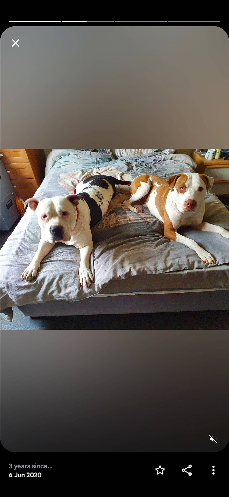 Dizzydin is registered to the contest to win money with this photo: bedding, bulldog, canidae, carnivore, comfort, companion_dog, couch, dog, dog_breed, fawn, flooring, hardwood, linens, living_room, rectangle, room, sporting_group, studio_couch, wood, working_animal