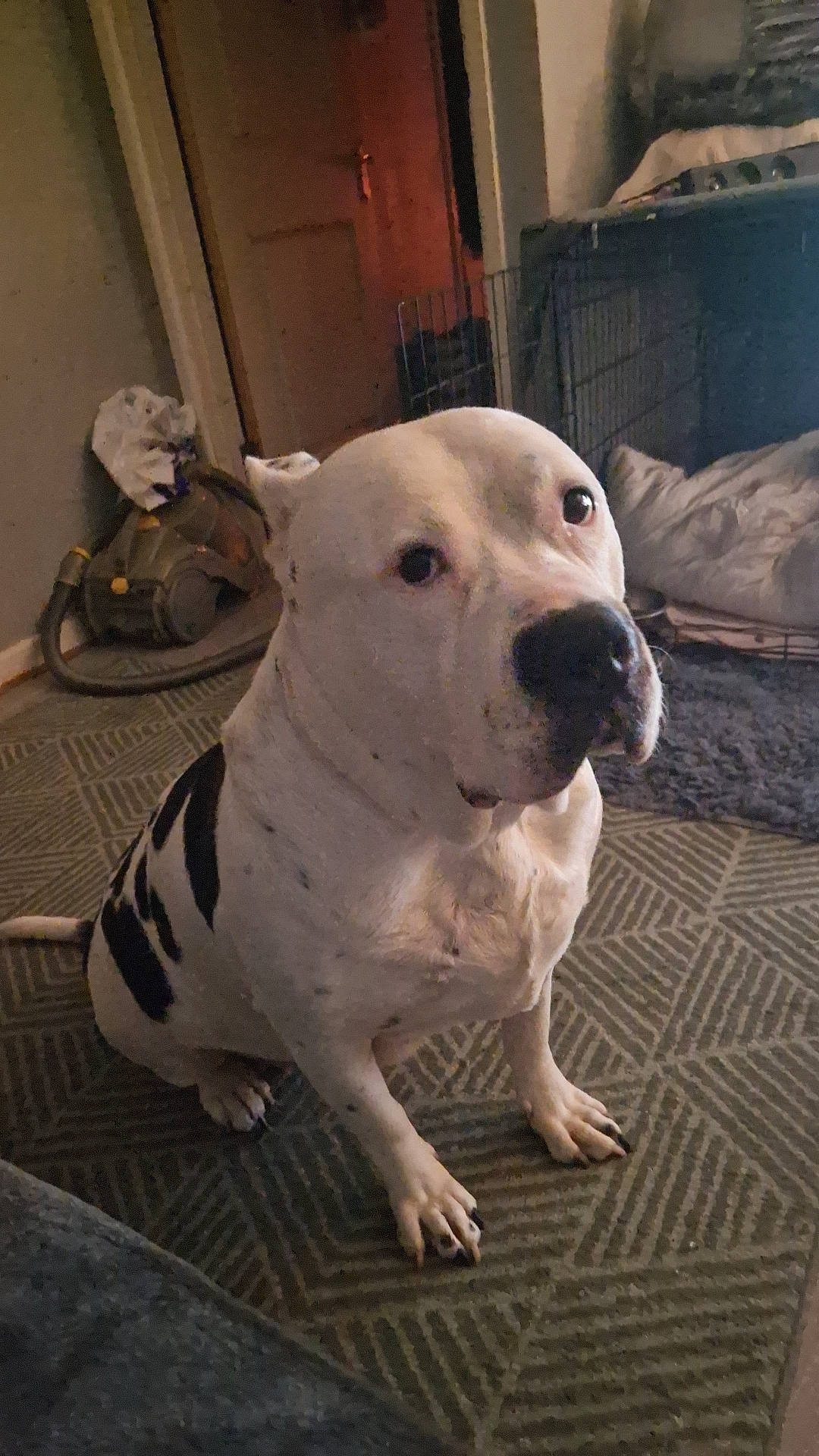 Dizzydin is registered to the contest to win money with this photo: carnivore, comfort, companion_dog, cordoba_fighting_dog, couch, dog, dog_breed, dogo_argentino, fawn, flooring, guard_dog, metal, non_sporting_group, pet_supply, snout, sporting_group, terrestrial_animal, toy_dog, whiskers, working_animal