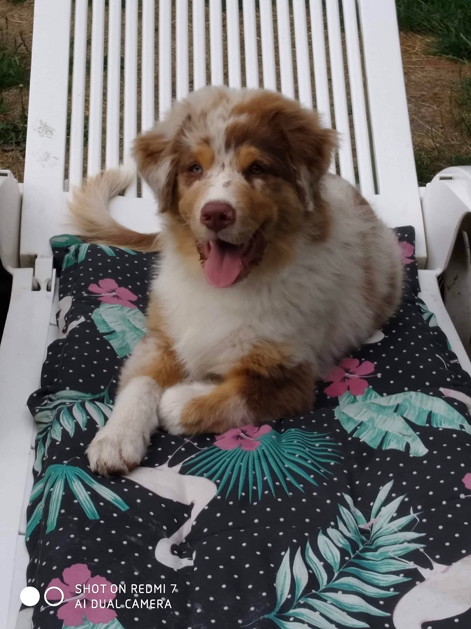 Tounsy participe au concours pour gagner de l'argent avec cette photo : australian_collie, border_collie, canidae, carnivore, collie, companion_dog, dog, dog_breed, dog_supply, fang, fur, grass, herding_dog, linens, miniature_australian_shepherd, pattern, snout, sporting_group, whiskers, working_dog