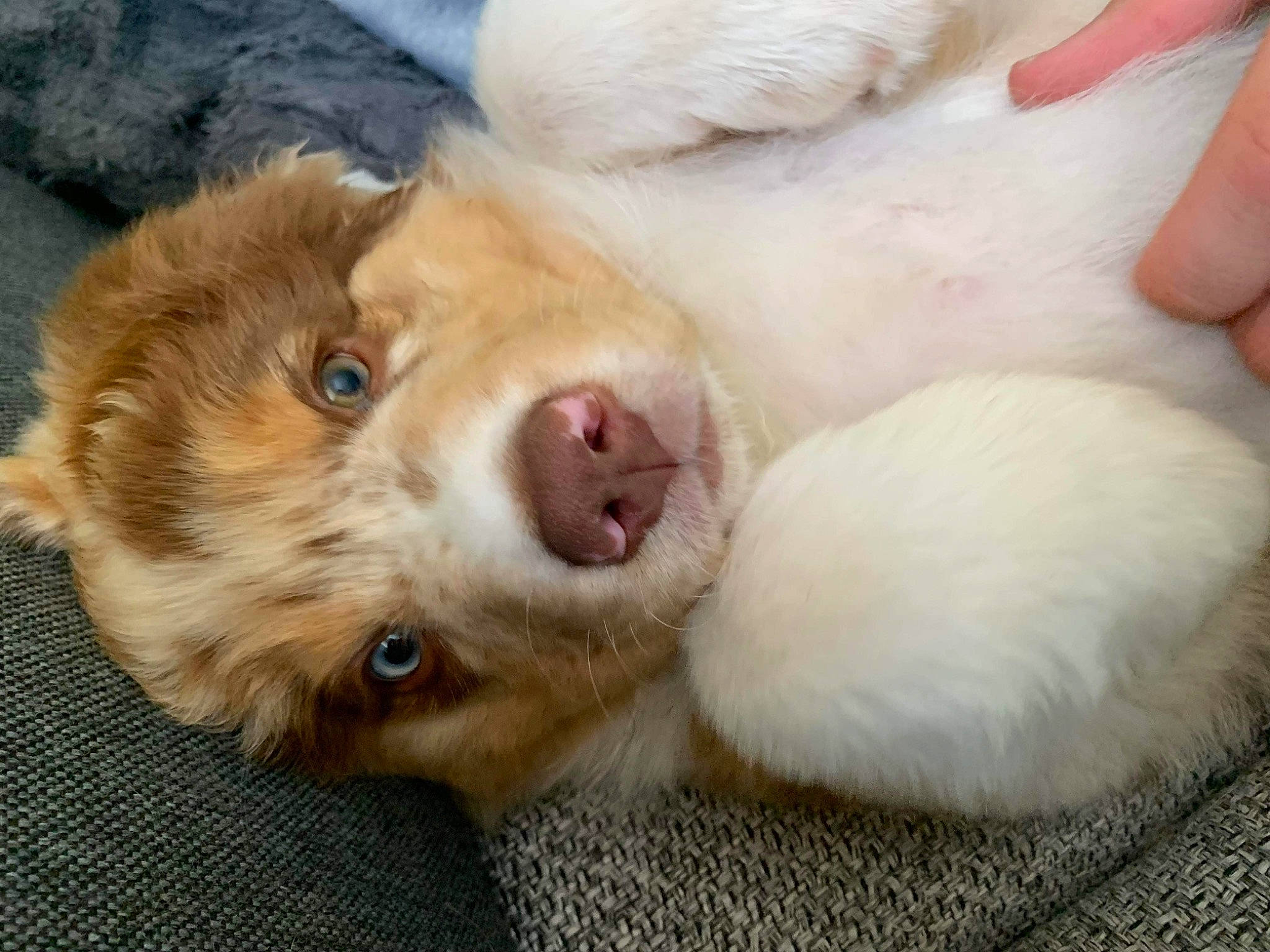 Tounsy a rejoint le concours — aidez-le/la à gagner de superbes lots ! canidae, carnivore, companion_dog, dog, dog_breed, fang, fawn, fur, jaw, liver, nail, non_sporting_group, paw, retriever, snout, sporting_group, street_dog, terrestrial_animal, whiskers, working_animal