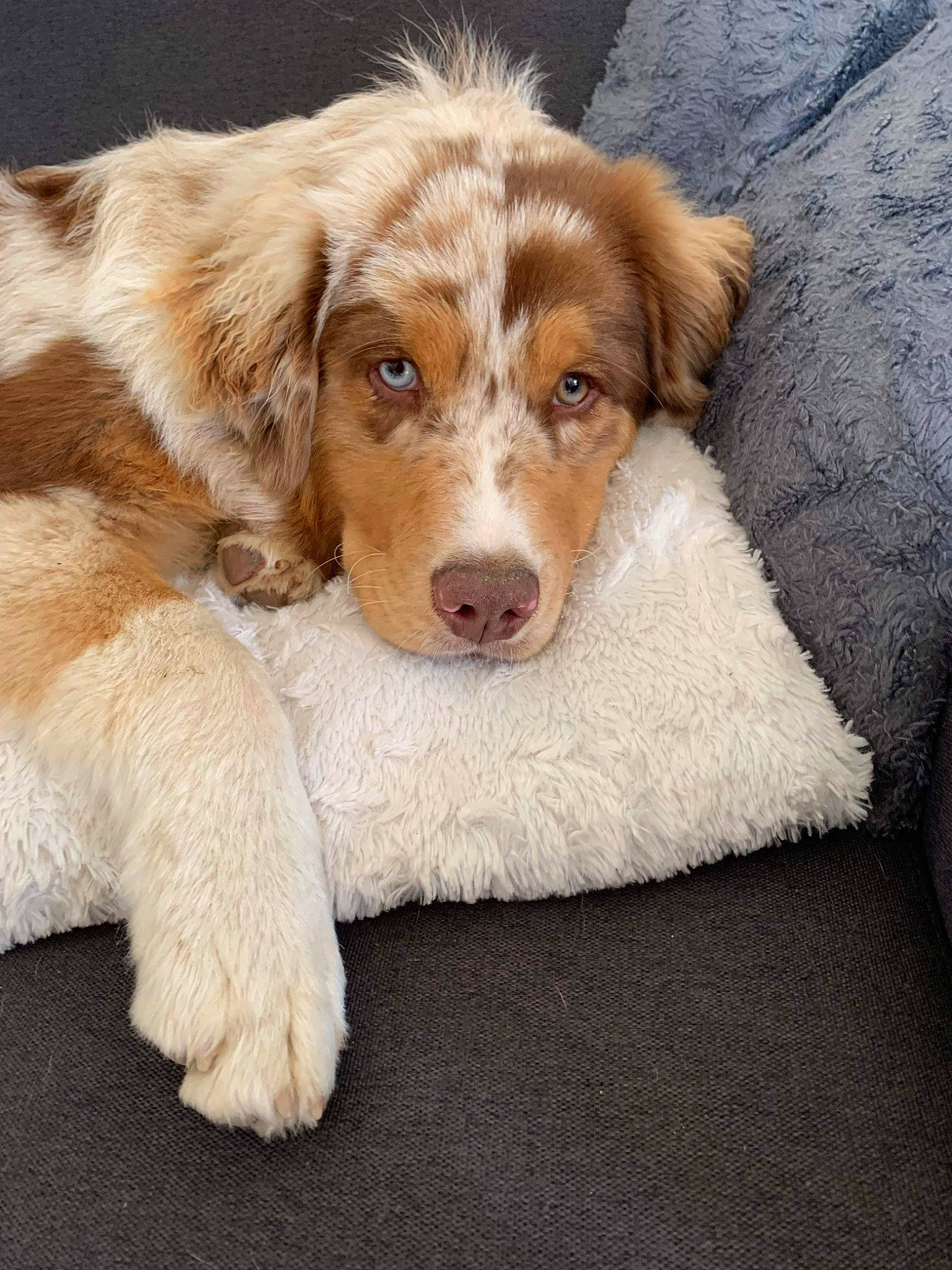 Tounsy a rejoint le concours — aidez-le/la à gagner de superbes lots ! canidae, carnivore, companion_dog, dog, dog_breed, fawn, fur, gun_dog, liver, snout, sporting_group, terrestrial_animal, whiskers, working_animal, working_dog