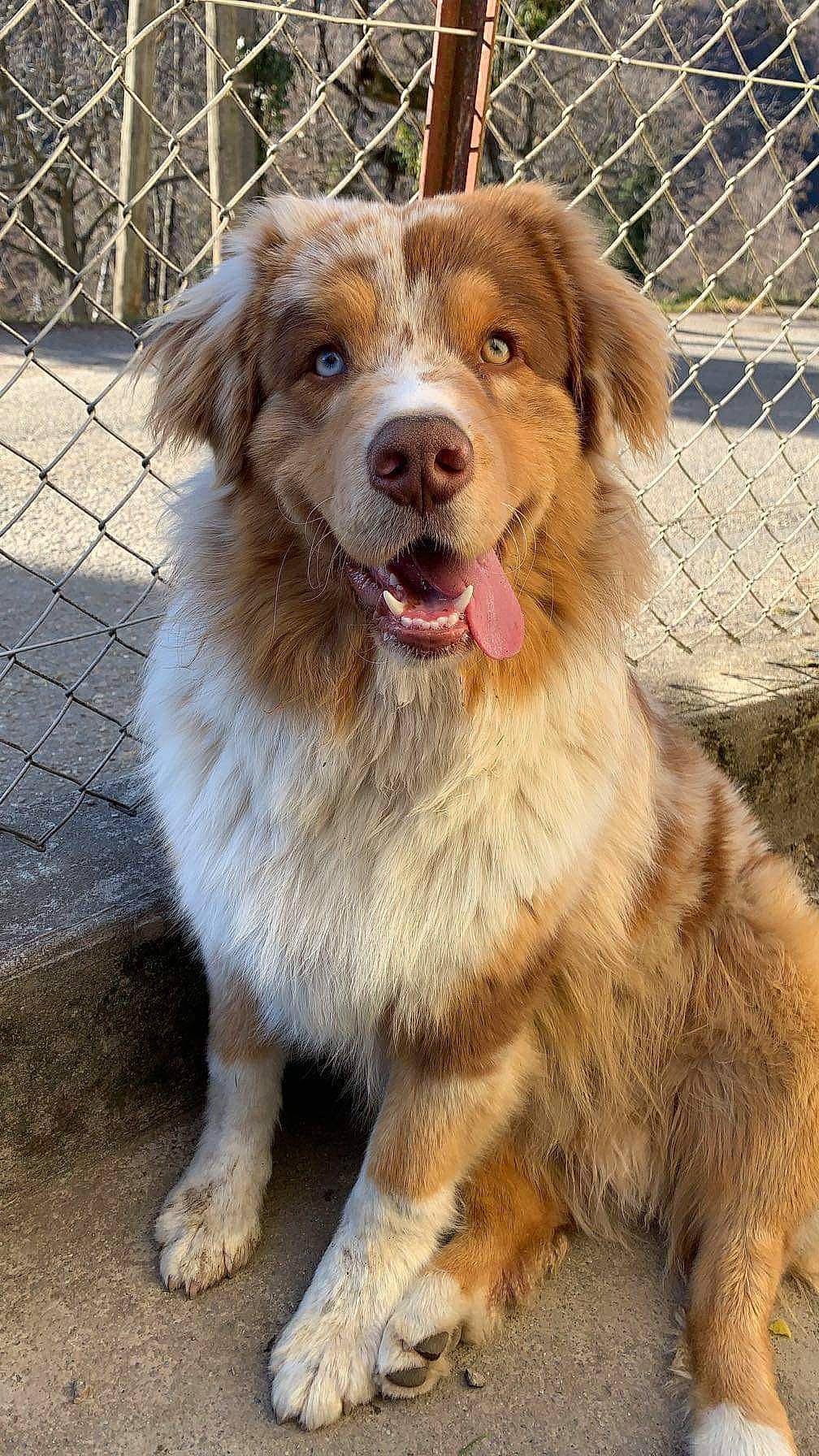 Tounsy participe au concours pour gagner de l'argent avec cette photo : border_collie, canidae, carnivore, companion_dog, dog, dog_breed, fang, fawn, fence, fur, liver, mesh, plant, sporting_group, terrestrial_animal, whiskers, wire_fencing, working_dog