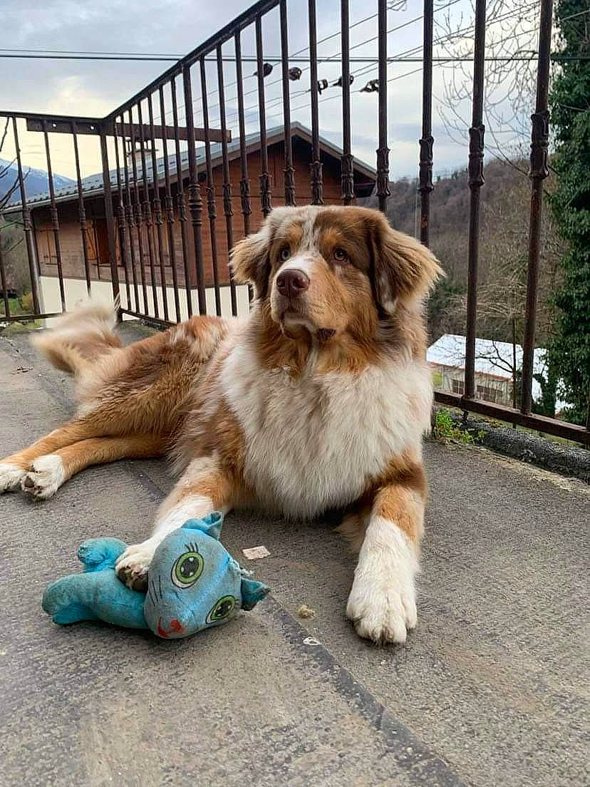 Tounsy participe au concours pour gagner de l'argent avec cette photo : carnivore, cloud, companion_dog, dog, dog_breed, fawn, fence, fur, grass, herding_dog, leash, plant, retriever, sky, sporting_group, street_dog, tail, terrestrial_animal, tree, whiskers