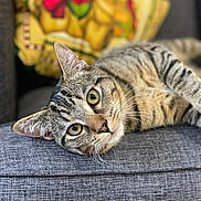 Simba a rejoint le concours — aidez-le/la à gagner de superbes lots ! abyssinian, animal, armchair, blanket, cat, chair, couch, cushion, egyptiancat, furniture, homedecor, kitten, machine, manx, person, pet, sleeping, wheel