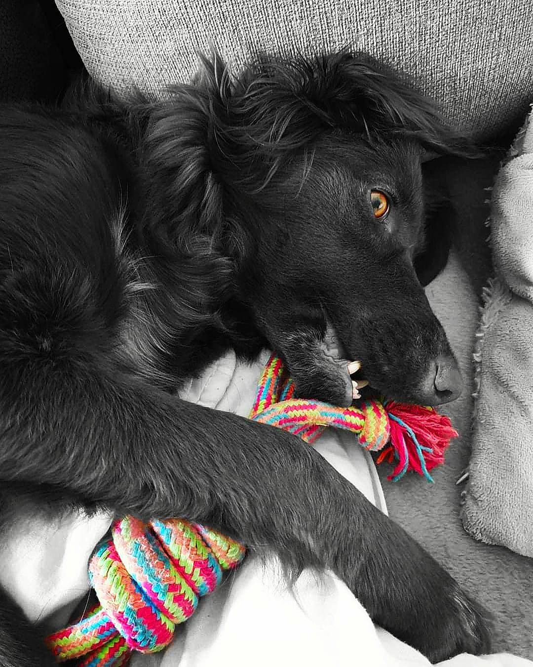 Madison a rejoint le concours — aidez-le/la à gagner de superbes lots ! borador, canidae, carmine, carnivore, collar, comfort, companion_dog, dog, dog_breed, dog_collar, dog_supply, ear, fur, grey, leash, snout, sporting_group, whiskers, working_animal, working_dog