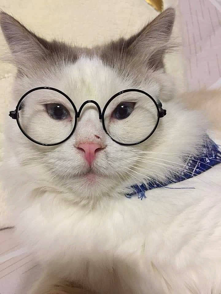 Maurice participe au concours pour gagner de l'argent avec cette photo : carnivore, cat, close_up, comfort, domestic_short_haired_cat, ear, eye, eyelash, eyewear, felidae, fur, glasses, happy, head, love, paw, small_to_medium_sized_cats, snout, vision_care, whiskers
