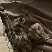 Boobookitty joined the competition — help win amazing prizes! kitten, cat, sleeping, tabby, fur, blanket, cozy, indoor, resting, cute, pet, animal, whiskers, paw, soft, comfort, relaxation, young, fur_pattern, domestic_cat