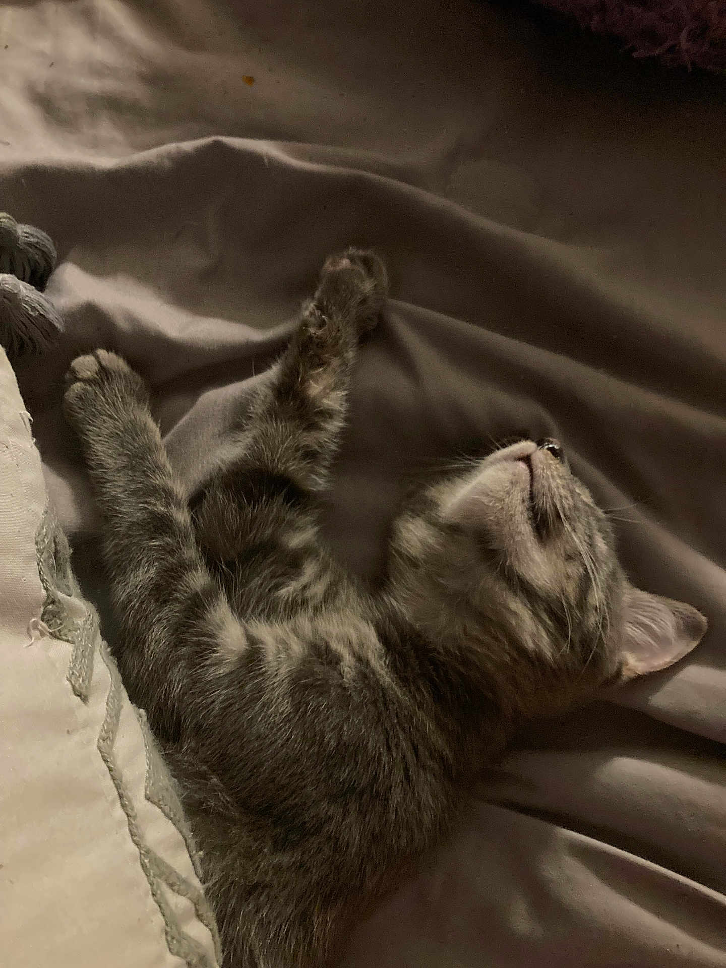 Boobookitty joined the competition — help win amazing prizes! kitten, cat, sleeping, tabby, fur, blanket, cozy, indoor, resting, cute, pet, animal, whiskers, paw, soft, comfort, relaxation, young, fur_pattern, domestic_cat