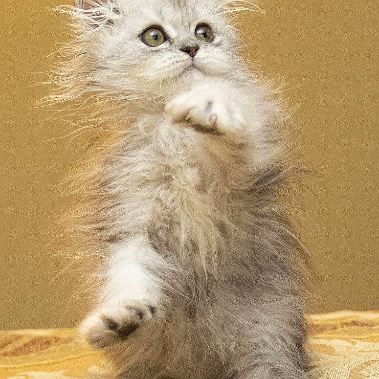 Wayne joined the competition — help win amazing prizes! british_longhair, carnivore, cat, claw, event, eye, fawn, felidae, fur, paw, persian, selkirk_rex, small_to_medium_sized_cats, snout, tail, terrestrial_animal, whiskers