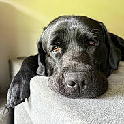 Oliver joined the competition — help win amazing prizes! dog, black_dog, pet, canine, indoor, couch, furniture, relaxed, resting, close_up, nose, paw, sleepy, animal, mammal, portrait, face, fur, domestic_animal, laying_down