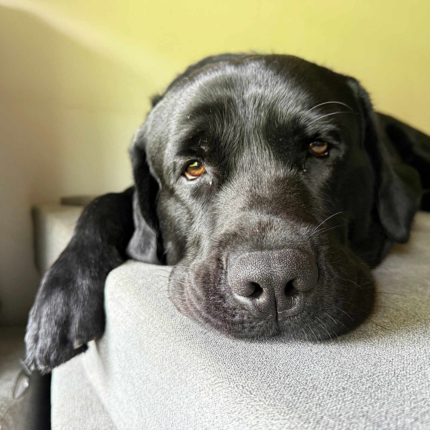 Oliver joined the competition — help win amazing prizes! animal, black_dog, canine, close_up, couch, dog, domestic_animal, face, fur, furniture, indoor, laying_down, mammal, nose, paw, pet, portrait, relaxed, resting, sleepy