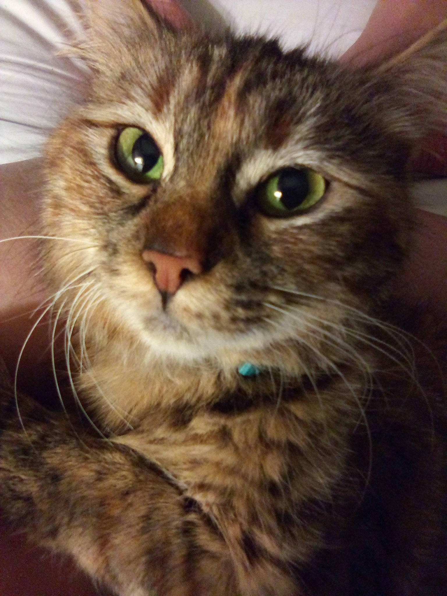 Bella is registered to the contest to win money with this photo: carnivore, cat, claw, domestic_short_haired_cat, eye, felidae, fur, hair, head, paw, photo_caption, small_to_medium_sized_cats, snout, terrestrial_animal, whiskers