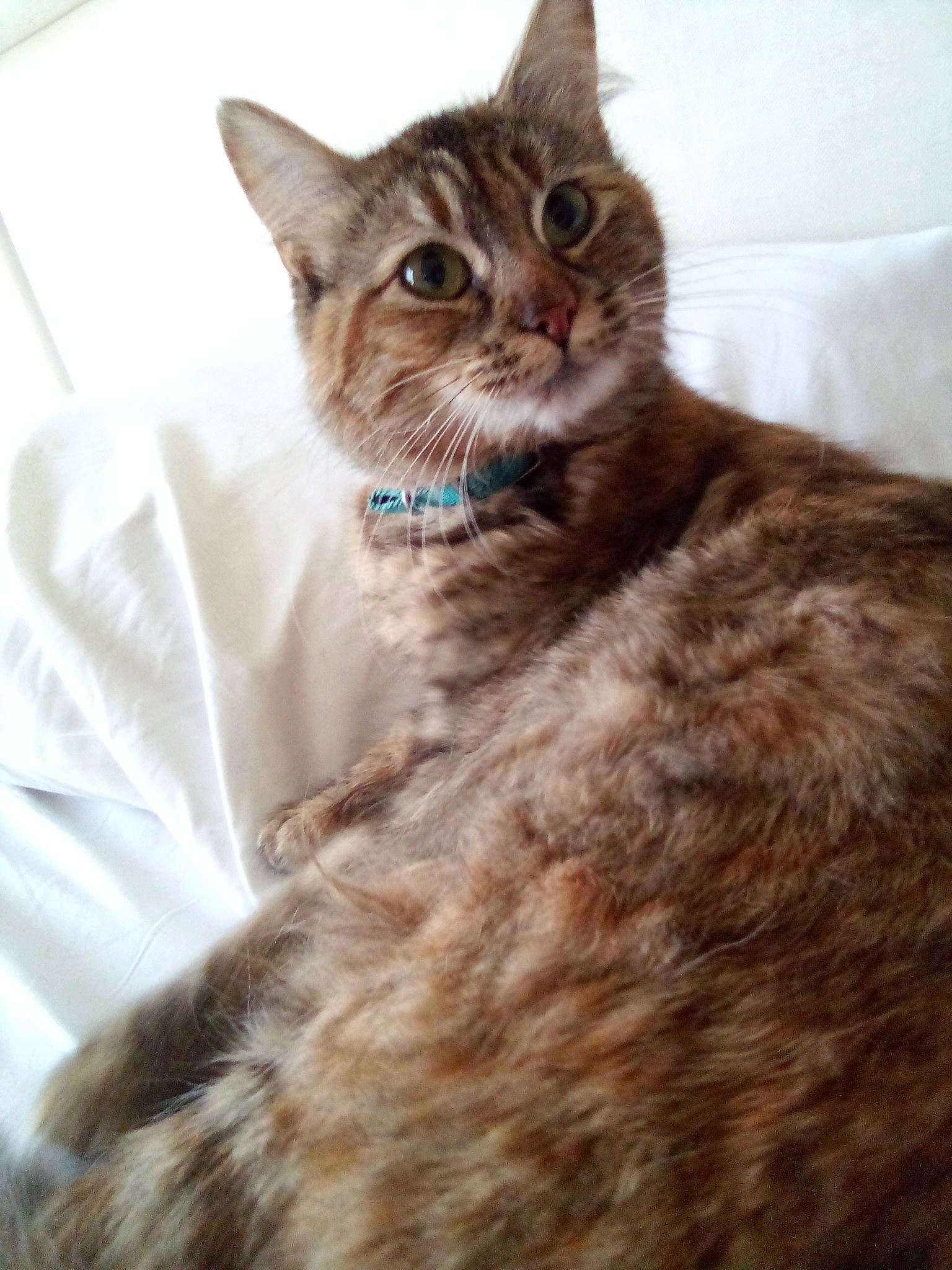 Bella joined the competition — help win amazing prizes! carnivore, cat, claw, comfort, domestic_short_haired_cat, eye, fawn, felidae, fur, head, sitting, small_to_medium_sized_cats, snout, terrestrial_animal, tree, whiskers, wildlife, window