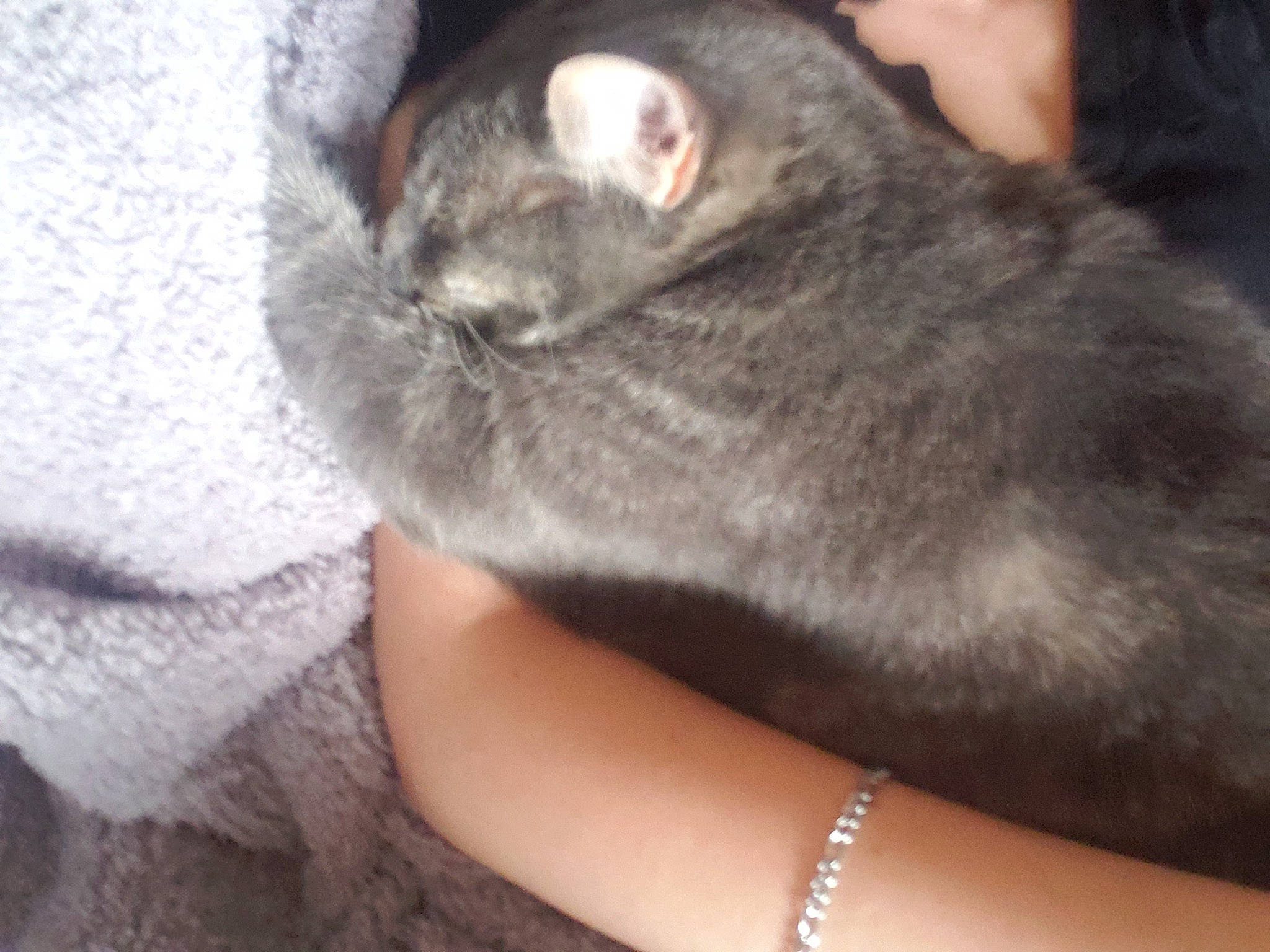 Kiki joined the competition — help win amazing prizes! canidae, carnivore, cat, claw, comfort, domestic_short_haired_cat, ear, felidae, fur, grey, hand, human_leg, jewellery, nap, paw, sleep, small_to_medium_sized_cats, tail, whiskers