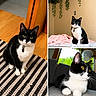 Nugget joined the competition — help win amazing prizes! cat, black_and_white, tuxedo_cat, indoor, pet, striped_rug, wood_floor, blanket, couch, plant, window, collage, feline, domestic_animal, relaxed, curious, portrait, whiskers, green_eyes, sitting