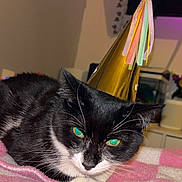 Nugget is registered to the contest to win money with this photo: cat, black_and_white, party_hat, tassels, blanket, pink, gray, indoor, pet, feline, resting, closeup, animal, cute, celebration, home, fur, whiskers, lying_down, cozy