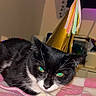 cat, black_and_white, party_hat, tassels, blanket, pink, gray, indoor, pet, feline, resting, closeup, animal, cute, celebration, home, fur, whiskers, lying_down, cozy