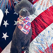 Luna Conley is registered to the contest to win money with this photo: accessories, americanflag, animal, bandana, bulldog, canine, dog, face, flag, formalwear, frenchbulldog, head, headband, person, pet, photography, poodle, portrait, puppy, tie