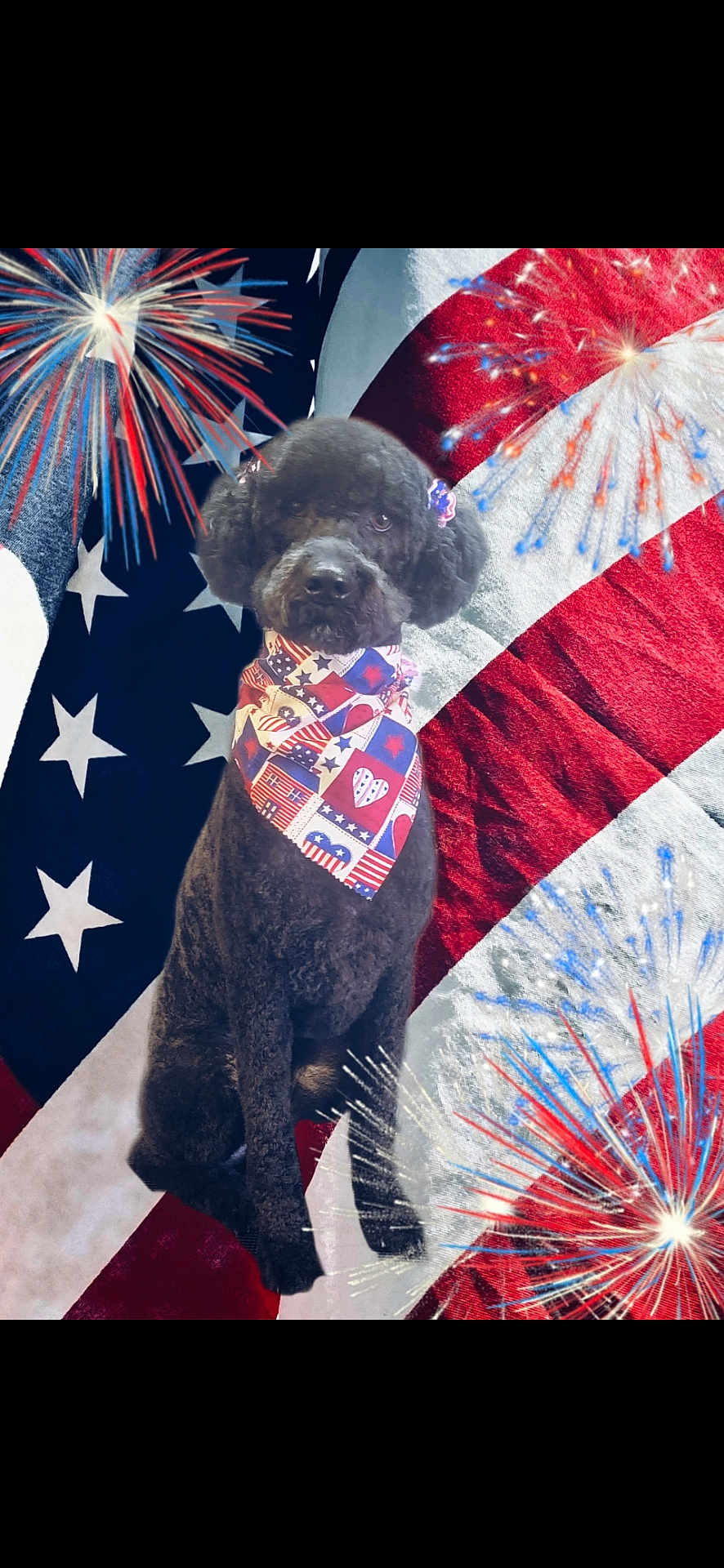 Luna Conley is registered to the contest to win money with this photo: accessories, americanflag, animal, bandana, bulldog, canine, dog, face, flag, formalwear, frenchbulldog, head, headband, person, pet, photography, poodle, portrait, puppy, tie