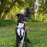 Togo participe au concours pour gagner de l'argent avec cette photo : accessories, animal, architecture, building, canine, dog, grass, grove, jungle, land, nature, outdoors, park, pet, plant, shelter, strap, tree, vegetation, woodland