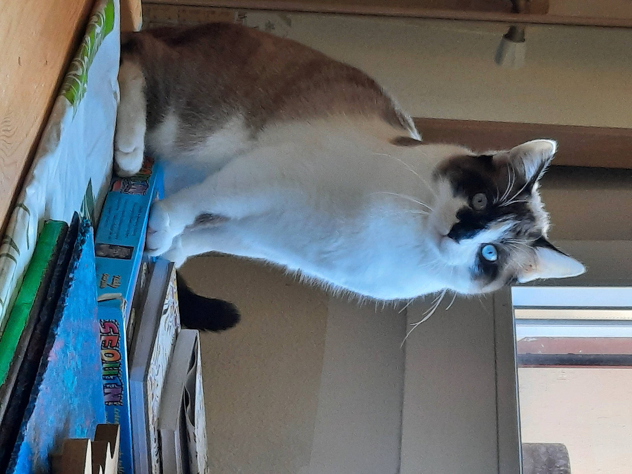 Manouche participe au concours pour gagner de l'argent avec cette photo : balinese, carnivore, cat, collar, dog_breed, domestic_short_haired_cat, electric_blue, fawn, felidae, fur, paw, siamese, small_to_medium_sized_cats, snout, tail, thai, vertebrate, whiskers