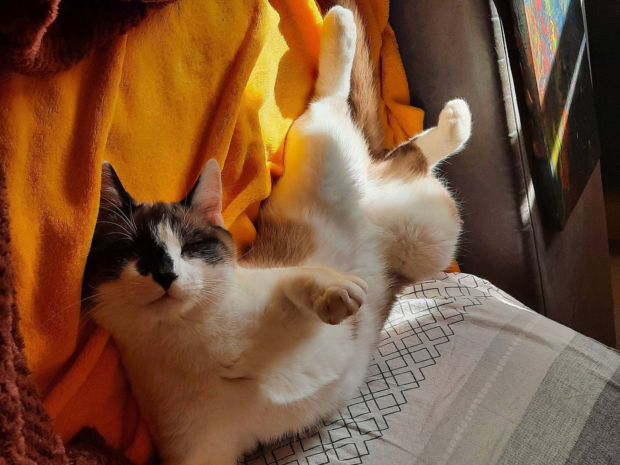 Manouche participe au concours pour gagner de l'argent avec cette photo : box, cardboard, carnivore, cat, claw, comfort, domestic_short_haired_cat, fawn, felidae, fur, linens, nap, paper_product, paw, small_to_medium_sized_cats, snout, tail, whiskers