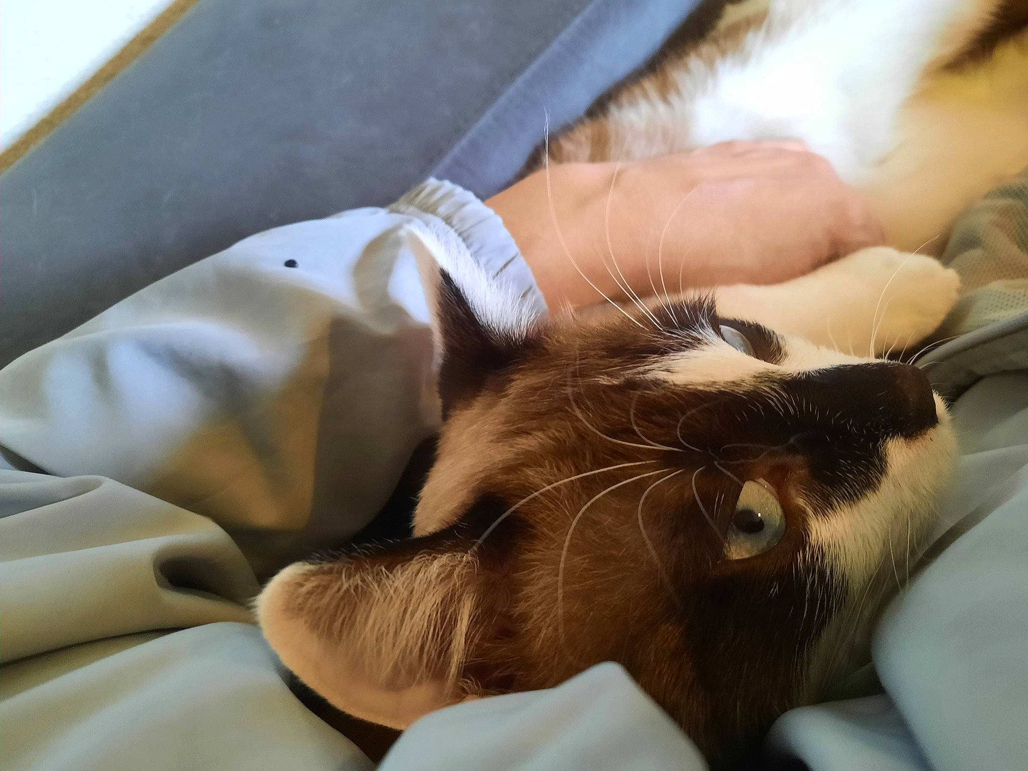 Manouche participe au concours pour gagner de l'argent avec cette photo : cat, claw, comfort, ear, eyelash, felidae, finger, fur, gesture, hand, human_leg, lap, nail, service, skin, small_to_medium_sized_cats, thumb, whiskers, wrinkle, wrist