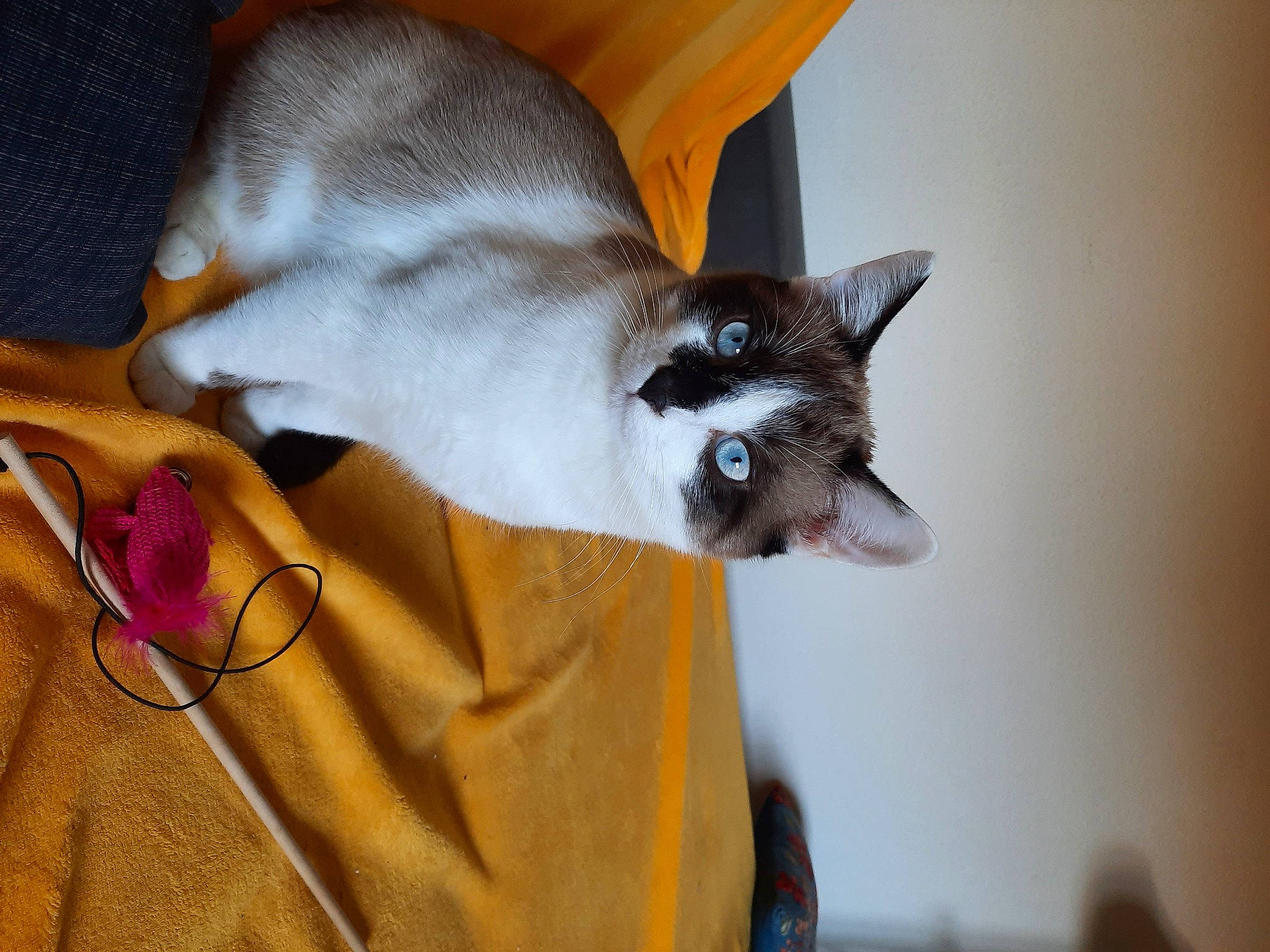 Manouche a rejoint le concours — aidez-le/la à gagner de superbes lots ! bag, balinese, carnivore, cat, cat_supply, claw, collar, comfort, domestic_short_haired_cat, fashion_accessory, fawn, felidae, fur, linens, siamese, small_to_medium_sized_cats, snout, tail, thai, whiskers