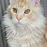 Aiko a rejoint le concours — aidez-le/la à gagner de superbes lots ! alert, animal, cat, close_up, cream_colored, cute, domestic_cat, ears, feline, fluffy, focused, fur, golden_eyes, indoor, mammal, pet, portrait, soft_light, striped_background, whiskers