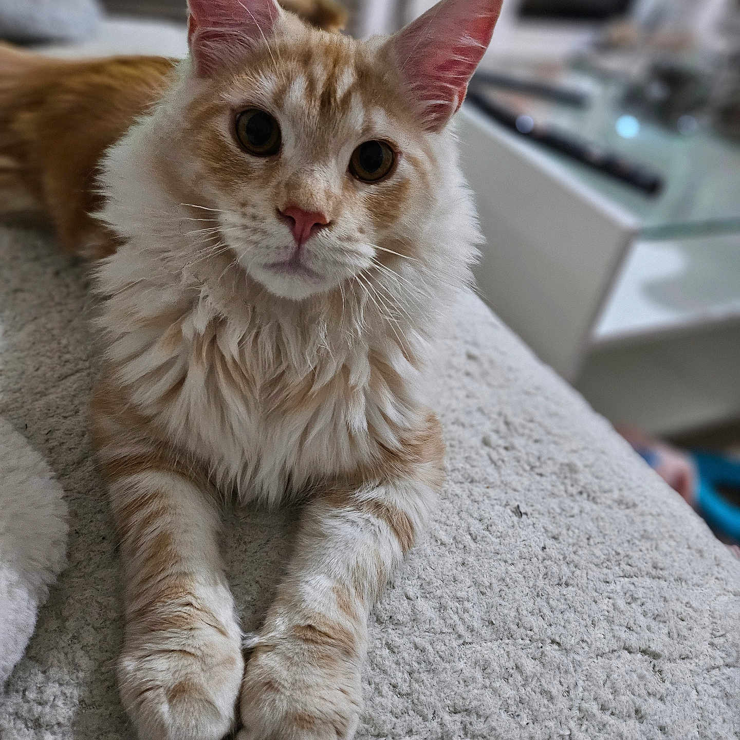 Aiko participe au concours pour gagner de l'argent avec cette photo : animal, blanket, cat, closeup, curious, domestic, ears, face, fluffy, fur, furniture, indoor, lying_down, mammal, orange_tabby, paws, pet, relaxed, soft_texture, whiskers