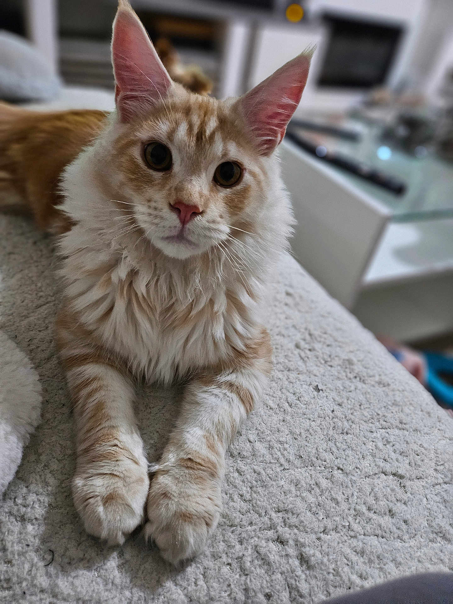 Aiko
