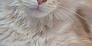 Aiko a rejoint le concours — aidez-le/la à gagner de superbes lots ! cat, fluffy, cream_colored, whiskers, ears, paws, close_up, portrait, feline, pet, animal, indoor, soft_fur, relaxed, cute, mammal, looking_at_camera, domestic_cat, laying_down, calm