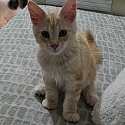 Aiko a rejoint le concours — aidez-le/la à gagner de superbes lots ! kitten, cat, indoor, blanket, furniture, floor, pet, animal, cute, young, fur, ears, whiskers, tail, sitting, looking, domestic, cozy, home, soft