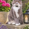 cat, fluffy_cat, gray_cat, white_chest, long_hair, pet, animal, sitting, portrait, outdoor, garden, flowers, hydrangea, lavender, ivy, stone_wall, lantern, candle, greenery, daylight