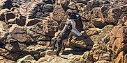 Tyson a rejoint le concours — aidez-le/la à gagner de superbes lots ! adventure, animal, background, brown, canine, curious, daylight, dog, exploring, landscape, nature, outdoor, puppy, rock, rocks, sky, standing, sunlight, white, wild